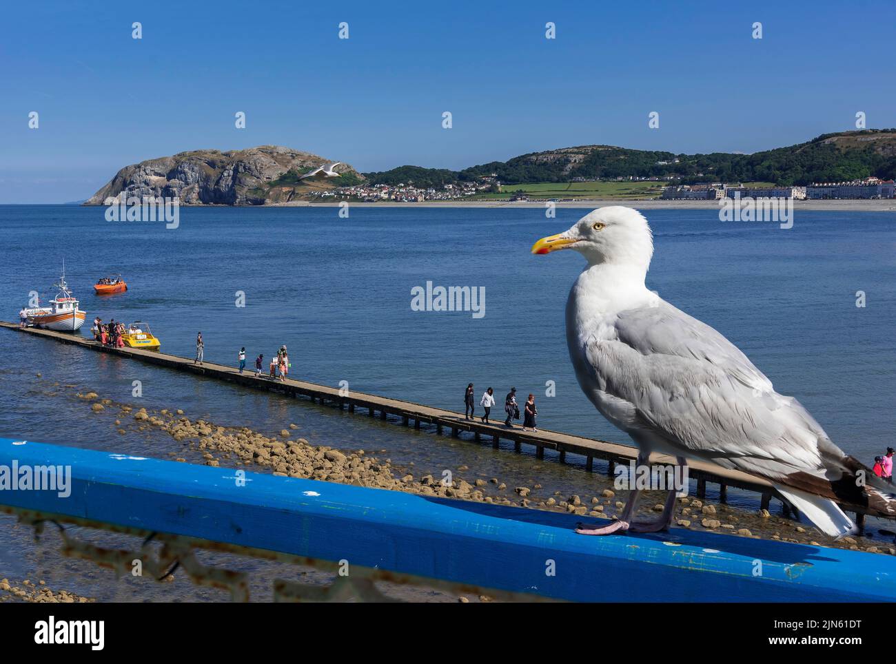 Day trippers go for a boat trip around the bay at Llandudno with the Little Orme in the backgound watched by a herring gull. Stock Photo