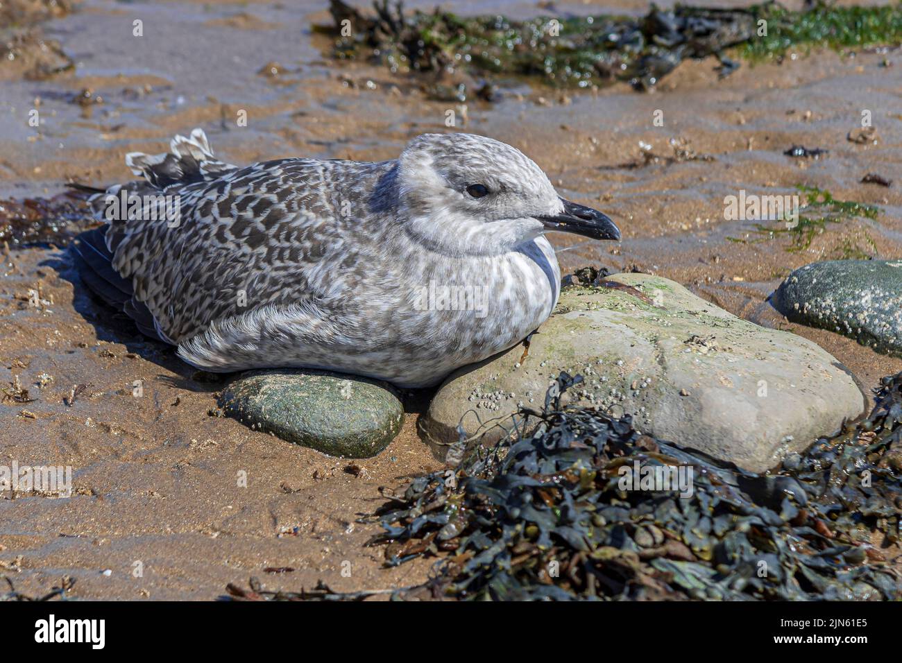 A juvenile herring gull takes a rest in the summer sun. Stock Photo