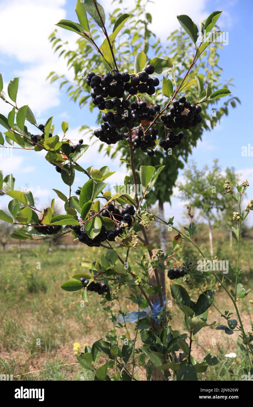 A bush of huckleberry located in a local garden in a sunny day Stock Photo