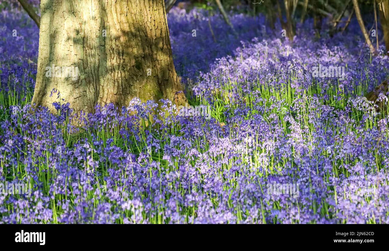 A landscape view of the Bluebells in the garden Stock Photo - Alamy