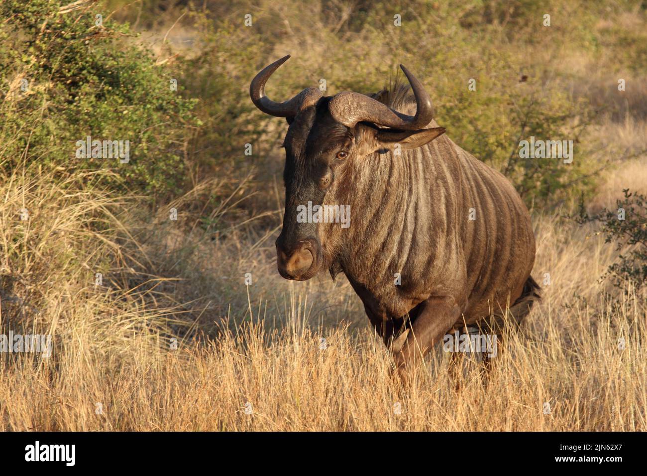 Streifengnu / Blue wildebeest / Connochaetes taurinus Stock Photo