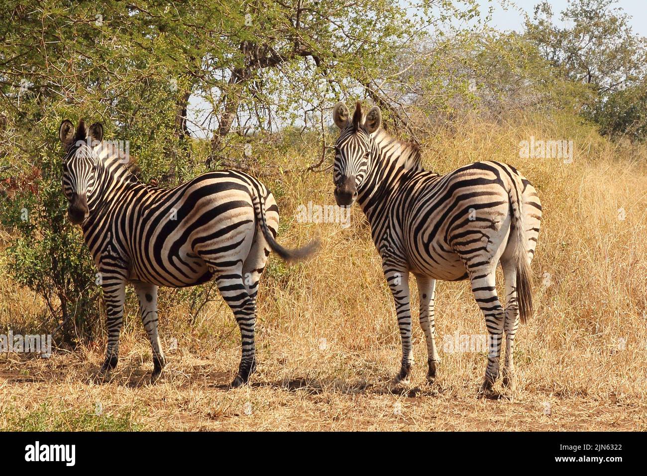 Steppenzebra / Burchell's zebra / Equus quagga burchellii Stock Photo ...