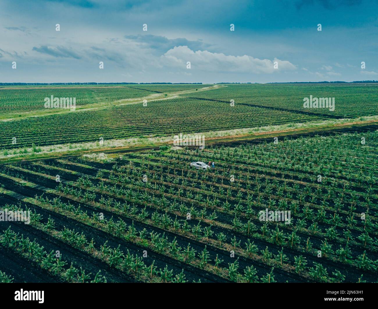 Apple Tree Orchard. Rows of apple trees grow. New apple trees. Organic