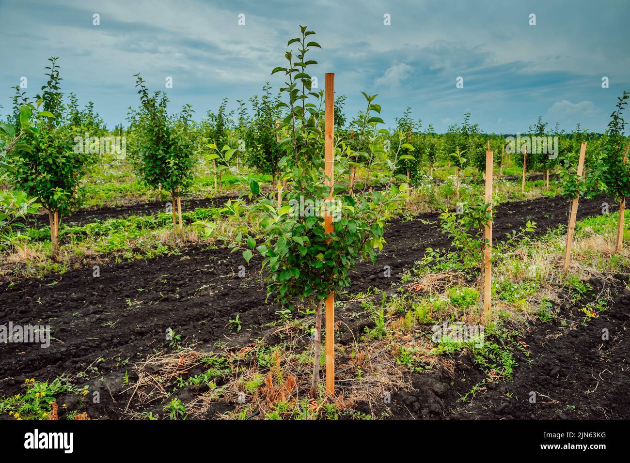 Apple Tree Orchard. Rows of apple trees grow. New apple trees. Organic