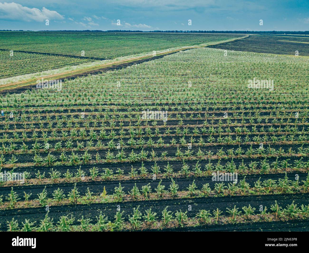 Apple Tree Orchard. Rows of apple trees grow. New apple trees. Organic