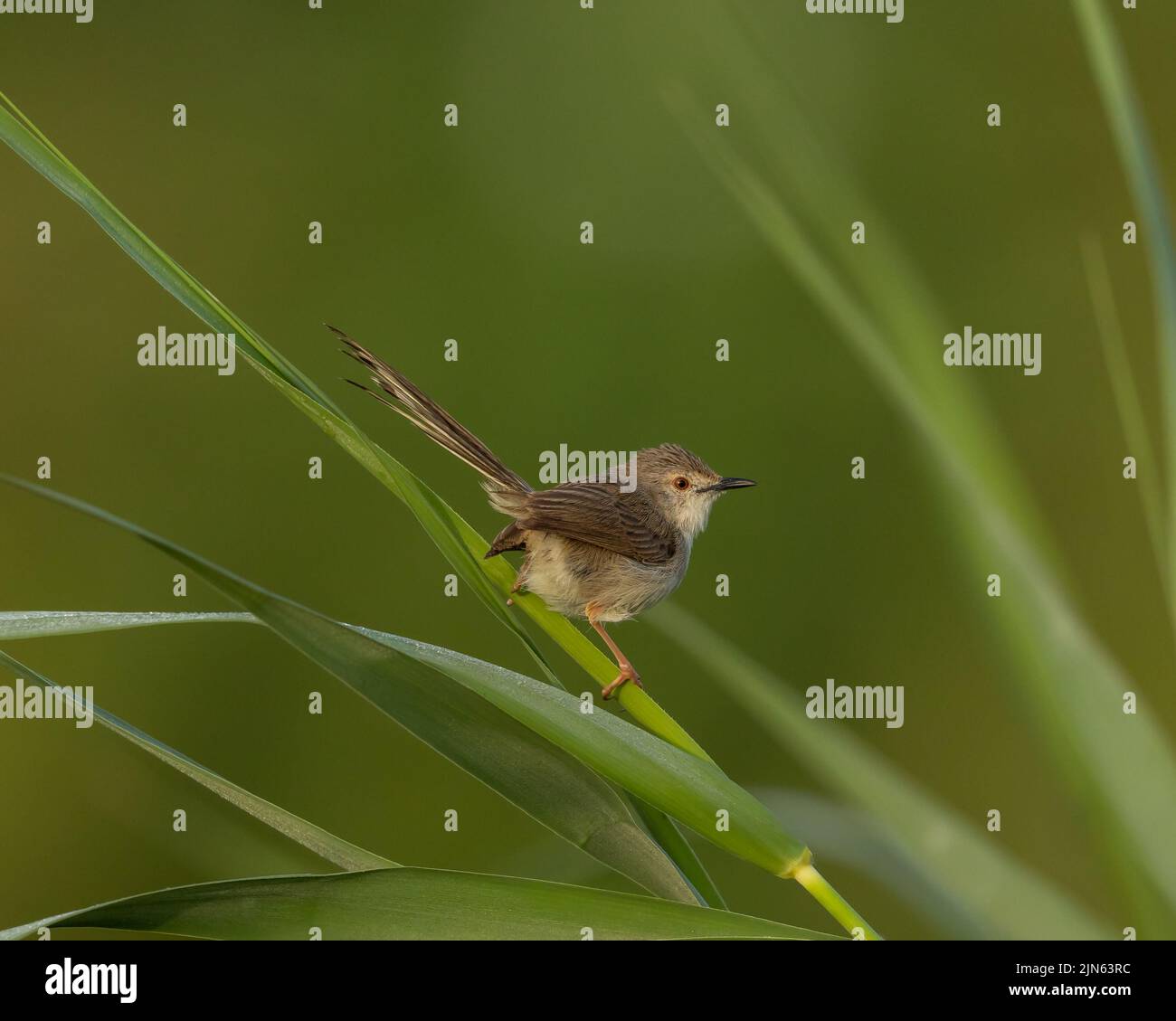 Graceful Prinia perched on a blade of grass, Bahrain Stock Photo