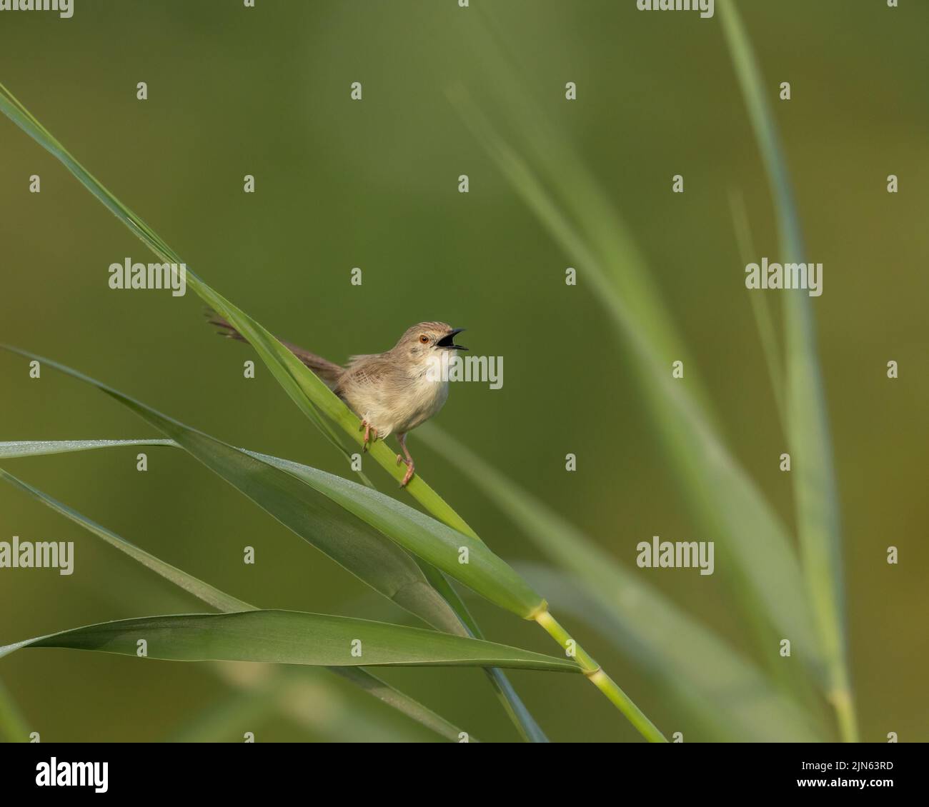 Graceful Prinia perched on blade of grass making warning calls, Bahrain Stock Photo