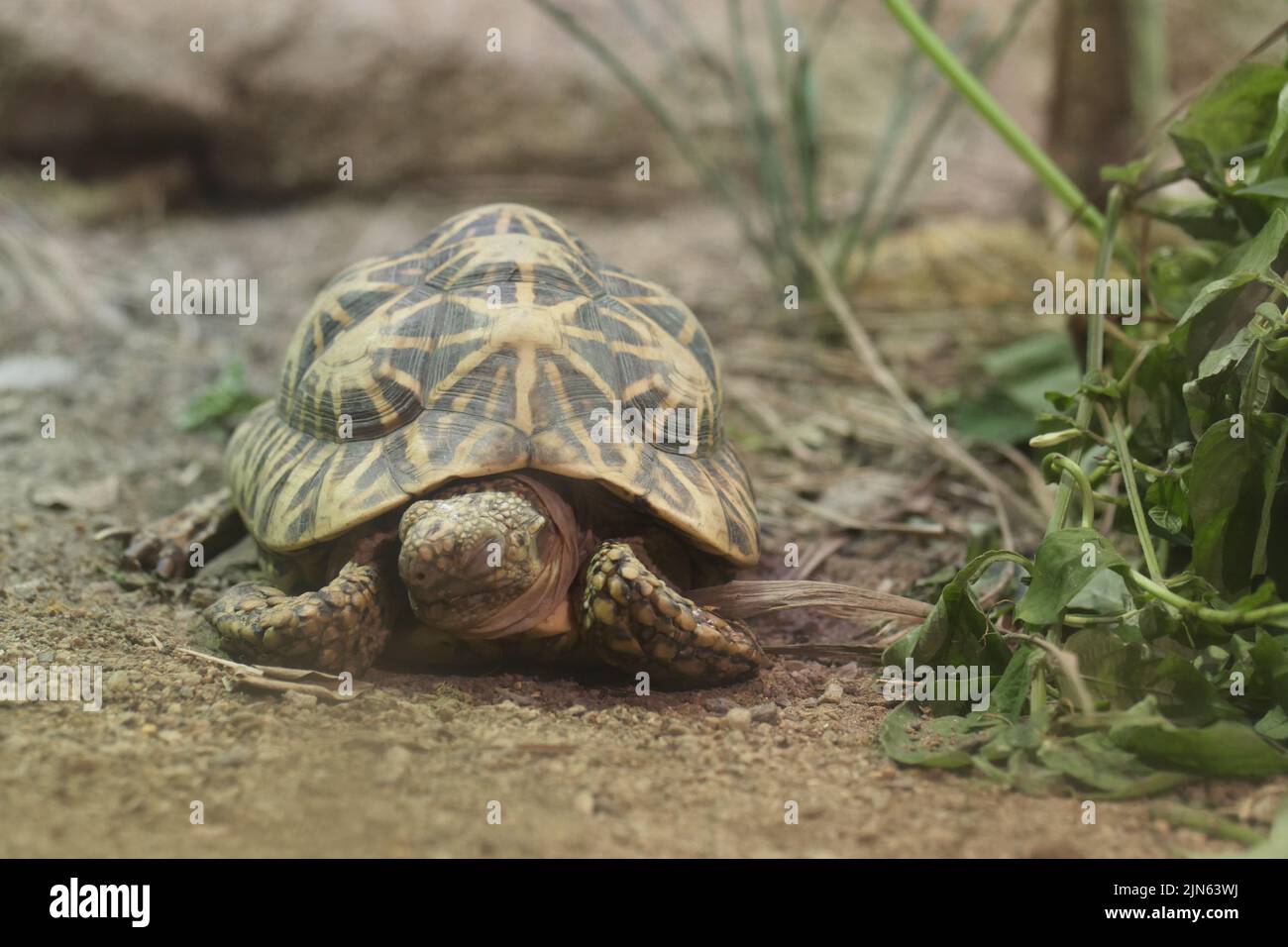 young turtle resting on rock  Stock Photo