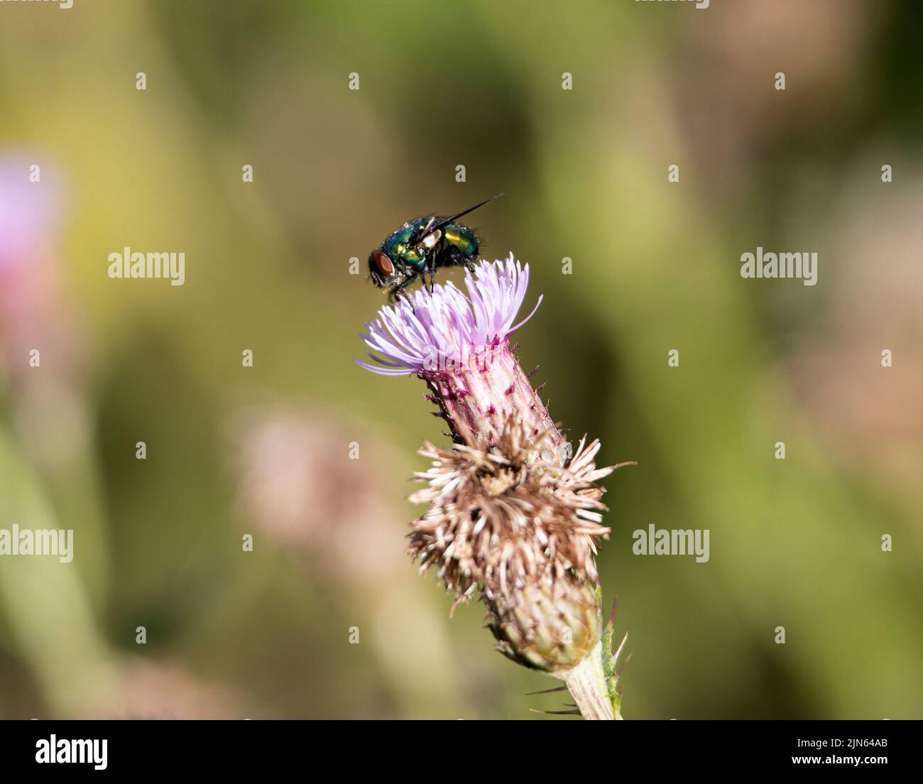The commonest of the shiny green blowflies, the Greenbottle is abundant and widespread but rarely enters households. They breed in carrion. Stock Photo