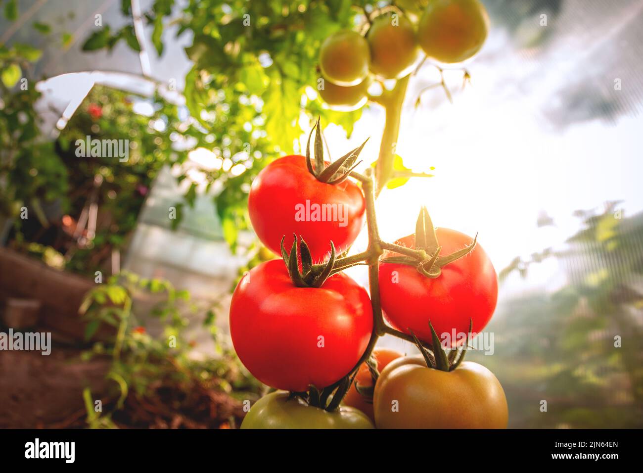 Growing red and green tomatoes. Ripe and ripening tomatoes in a home ...