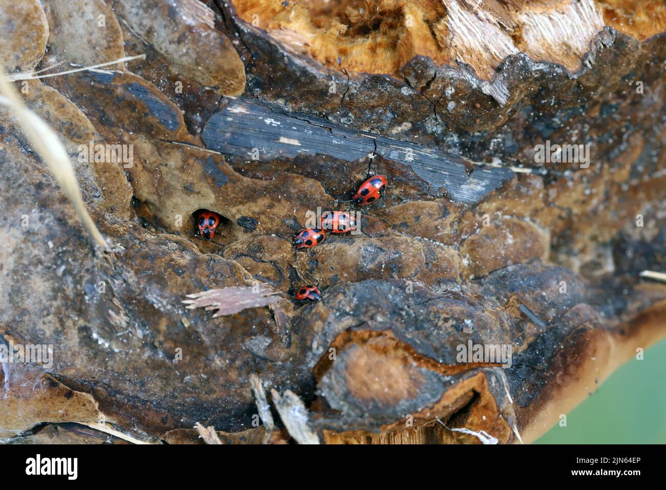 False ladybird, Endomychus coccinea feeding on fungus, macro photo. Stock Photo