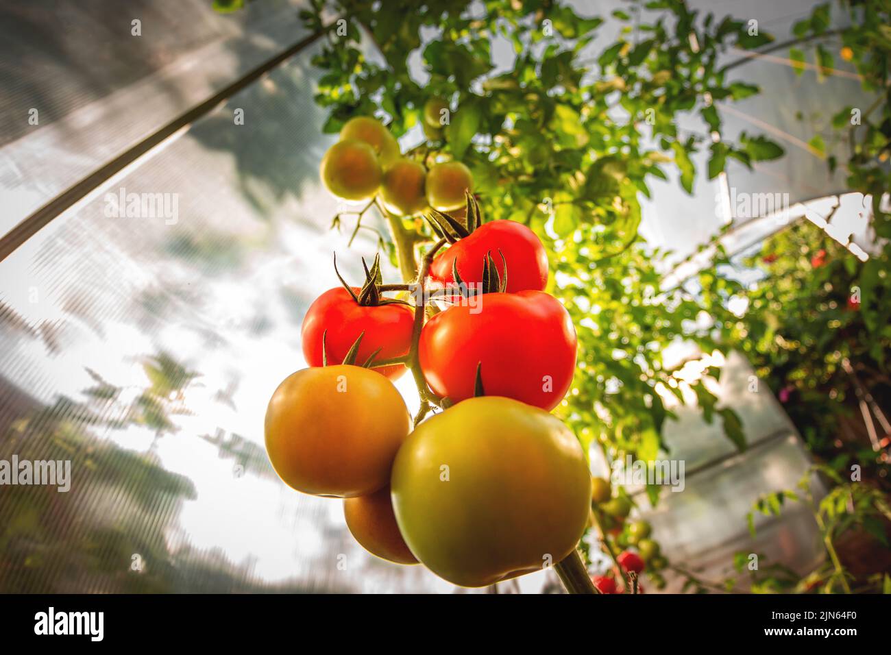 Growing red and green tomatoes. Ripe and ripening tomatoes in a home ...