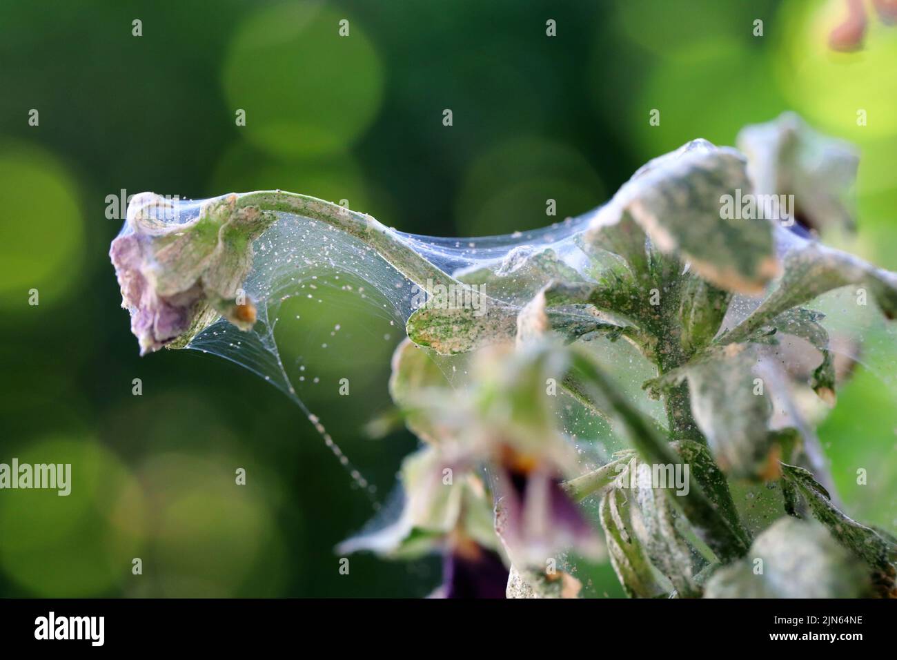 Pansy plant overrun by tiny spider mites Tetranychus urticae