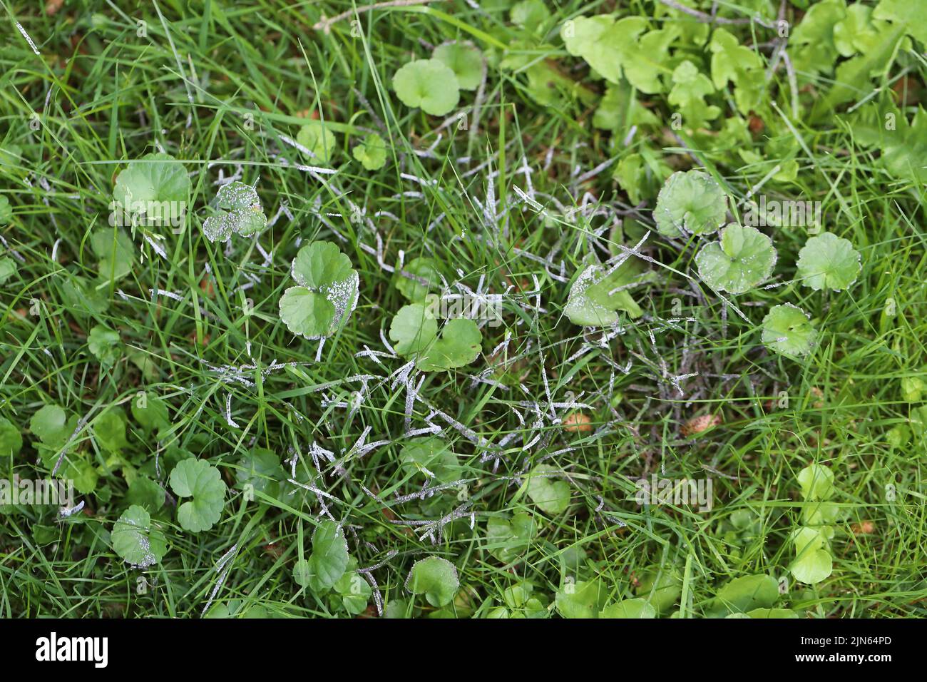 Fungi overgrowing the lawn. Poland. Stock Photo