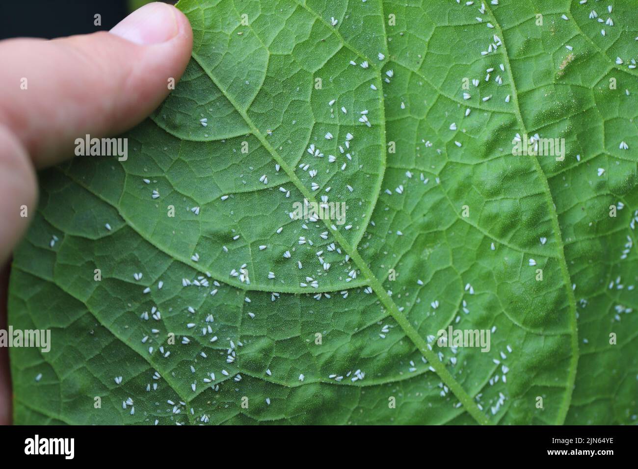 Glasshouse whitefly (Trialeurodes vaporariorum) on the underside of pumpkin leaves. It is a currently important agricultural pest. Stock Photo