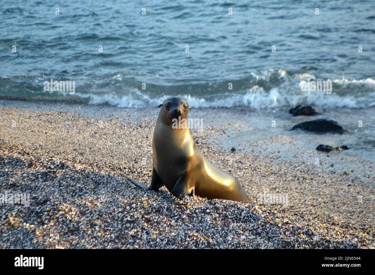 A sea lion pup hanging out on black rocks in Fernandina island, Galapagos Stock Photo