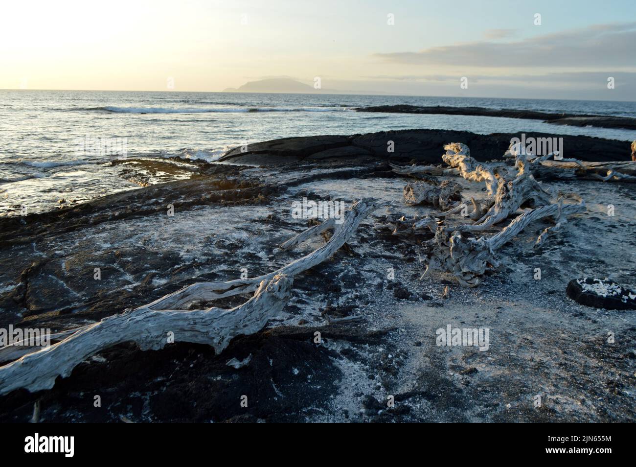 Dry wood on the black rocks in Fernandina island, Galapagos Stock Photo