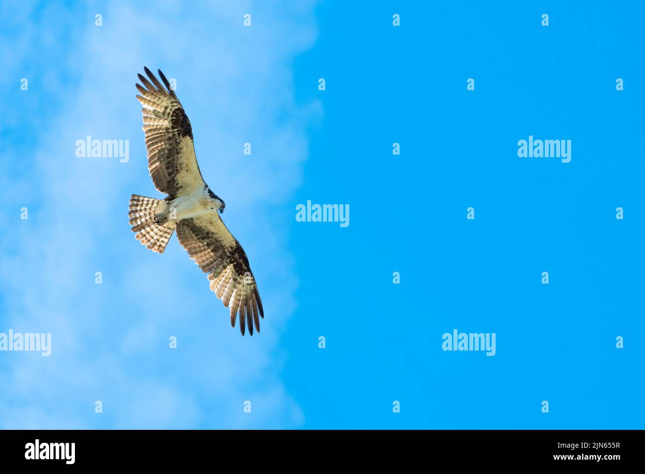 An Osprey, Pandion haliaetus, soaring in the blue sky hunting for prey. Stock Photo