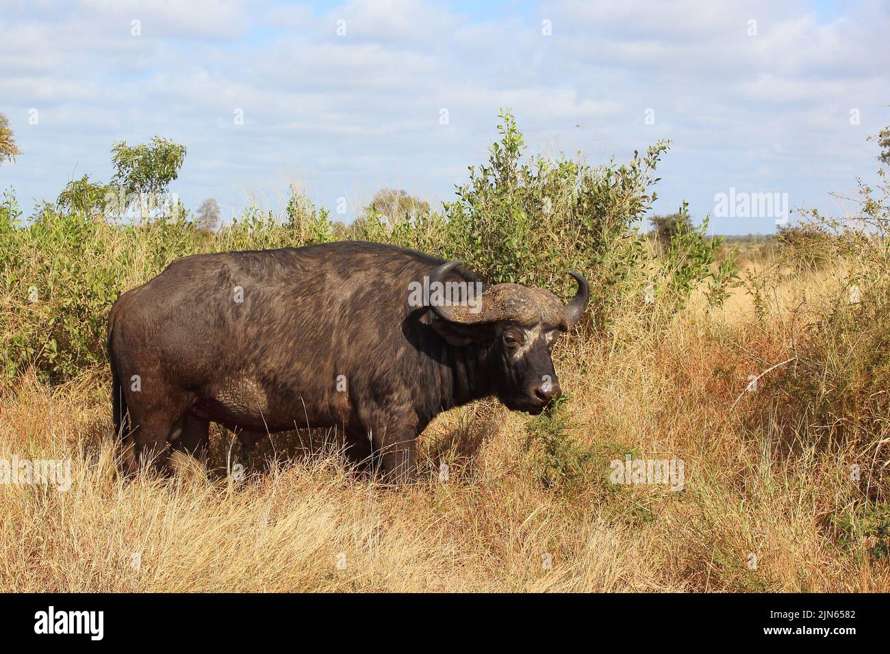 Kaffernbüffel / African buffalo / Syncerus caffer Stock Photo - Alamy