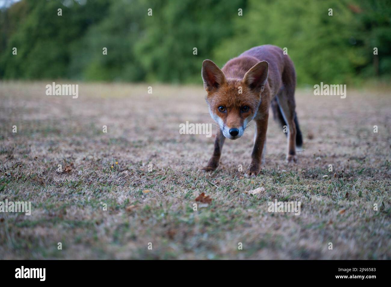 Fox Stock Photo