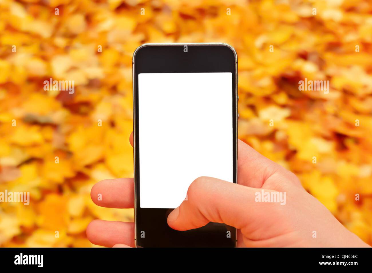 Blank. Fallen leaves autumn mobile phone mockup hand holding smartphone nature fall background leaves falling sale mobile mockup smartphone blank Stock Photo