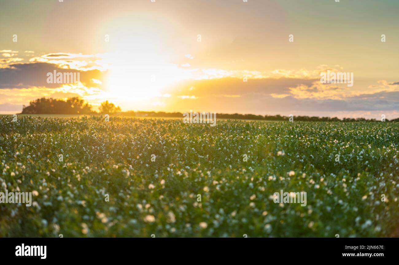 Field peas in bloom at sunset in Rocky View County Alberta Canada with a solar flare on the Canadian prairies. Stock Photo