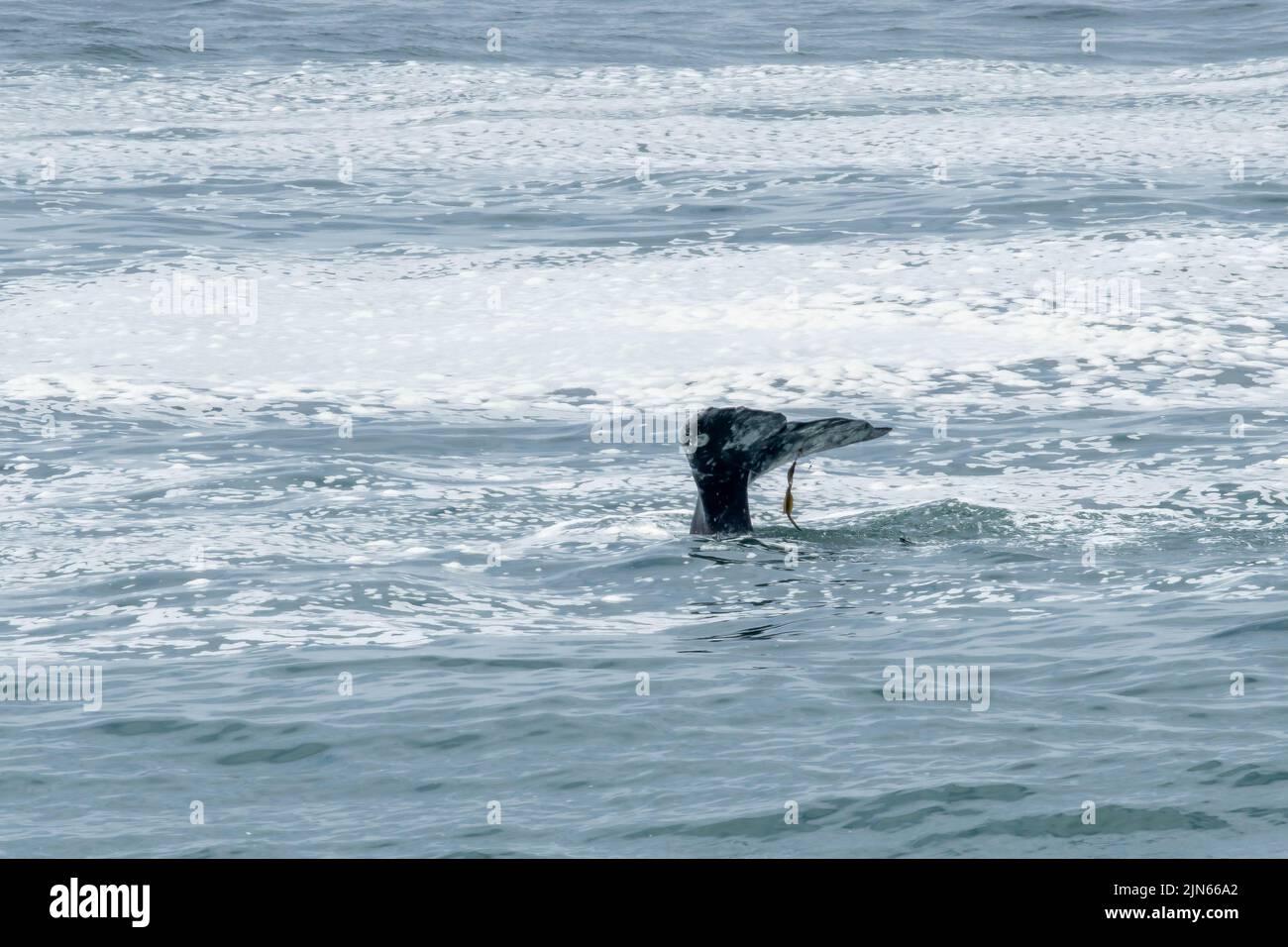 Gray Whale's Fluke tangled with fishing line in Depoe Bay along the Oregon coast. Stock Photo