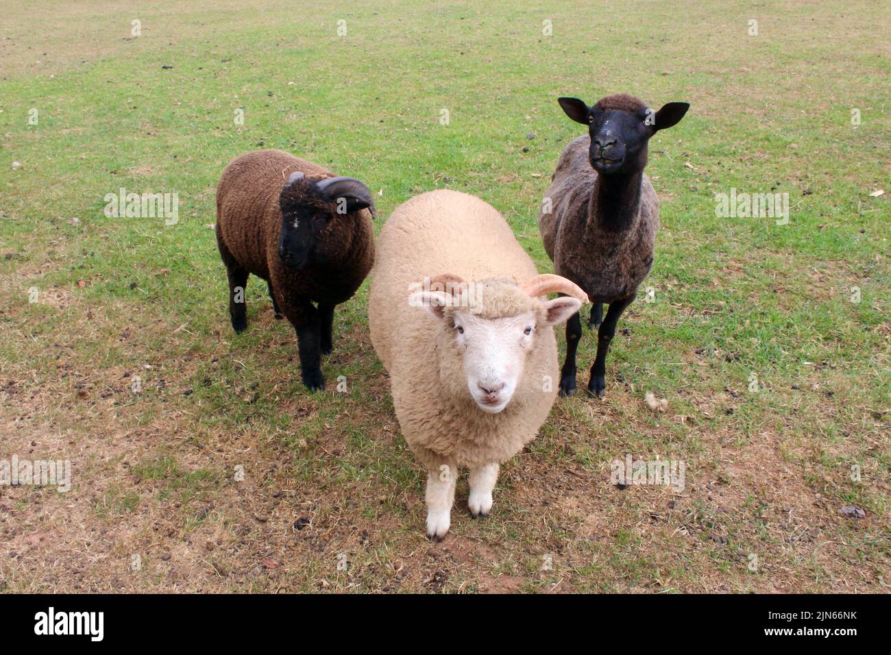 group of british sheep in a devon field england UK Stock Photo