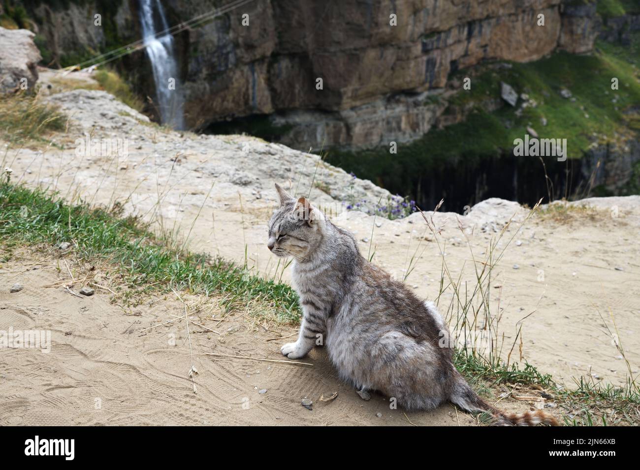 Cat sitting opposite the Itlyatlyar Waterfall. Hunzah. Canyon Of Khunzakh. Sights Of The Caucasus mountains. Russia, Dagestan Stock Photo