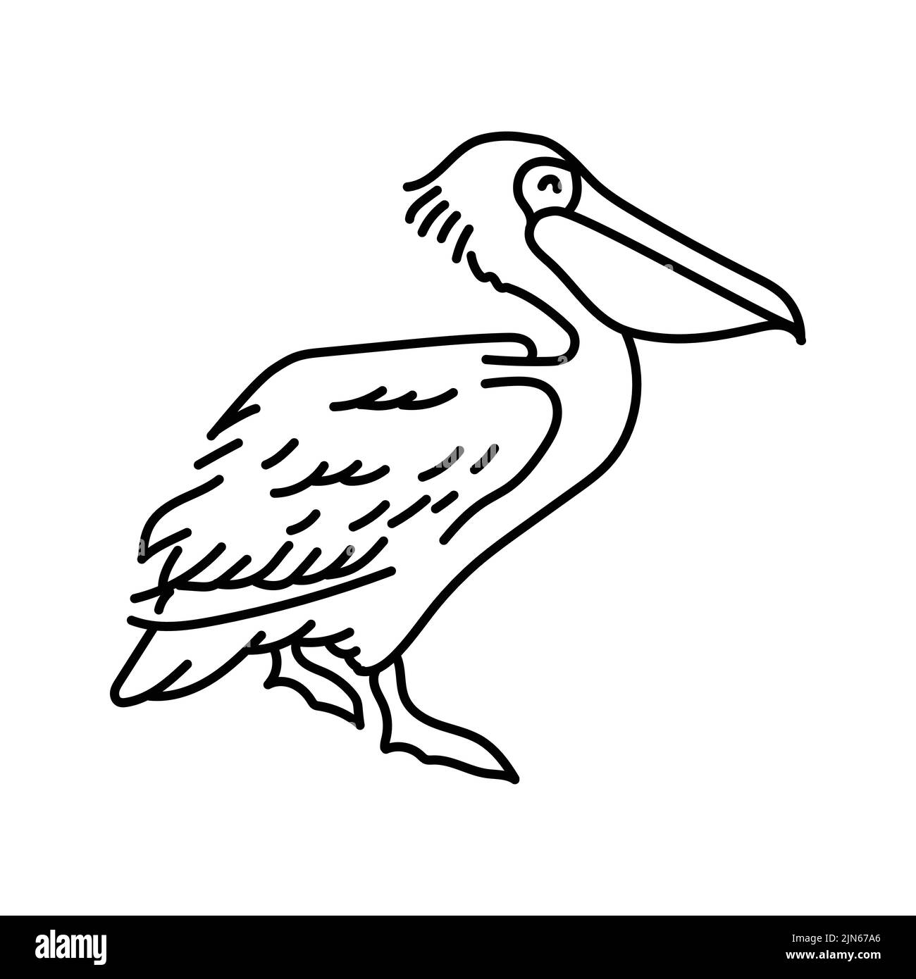 Pelican color line illustration. Marine mammals Stock Vector Image