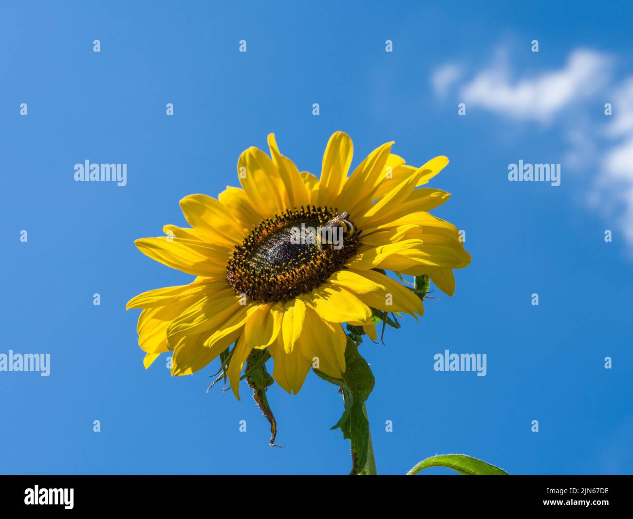 A Bombus terrestris bumblebee collecting nectar from a Sunflower Hallo (Helianthus annuus) flower in a garden in the South West of England. Stock Photo