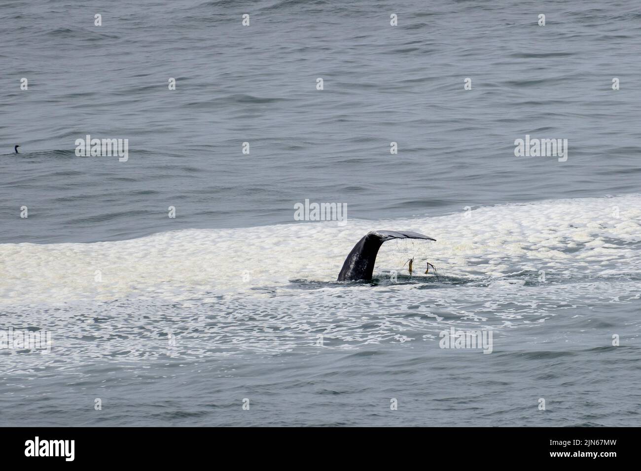 Gray Whale's Fluke tangled with fishing line in Depoe Bay along the Oregon coast. Stock Photo