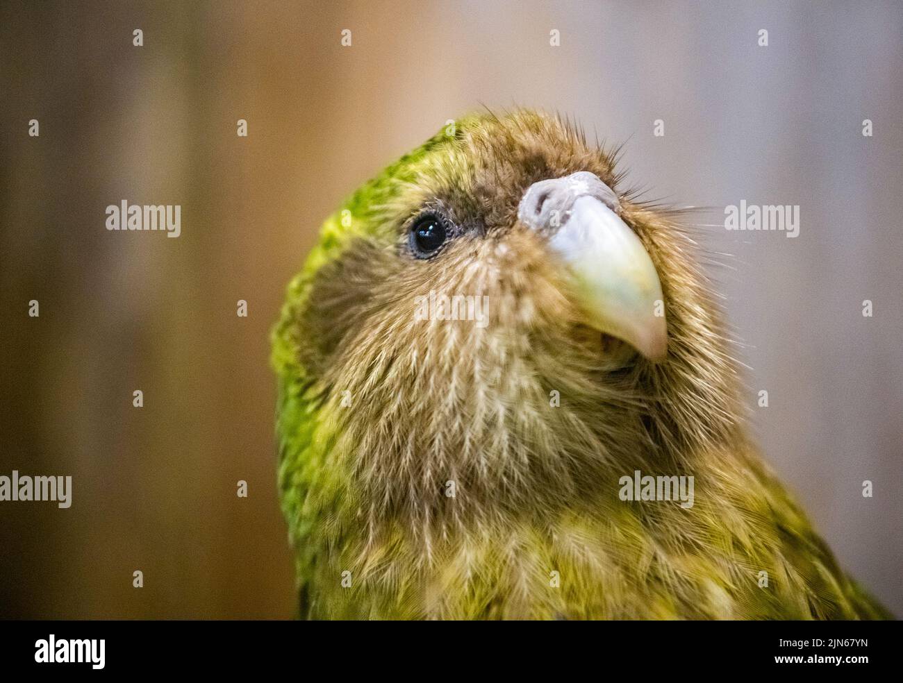 Wellington. 13th Sep, 2018. File photo taken on Sept. 13, 2018 shows a Kakapo at the Orokonui Ecosanctuary in Dunedin, New Zealand. The population of New Zealand's critically endangered flightless parrots, kakapo, have increased from 197 to 252 in the 2022 breeding season. Credit: Yang Liu/Xinhua/Alamy Live News Stock Photo