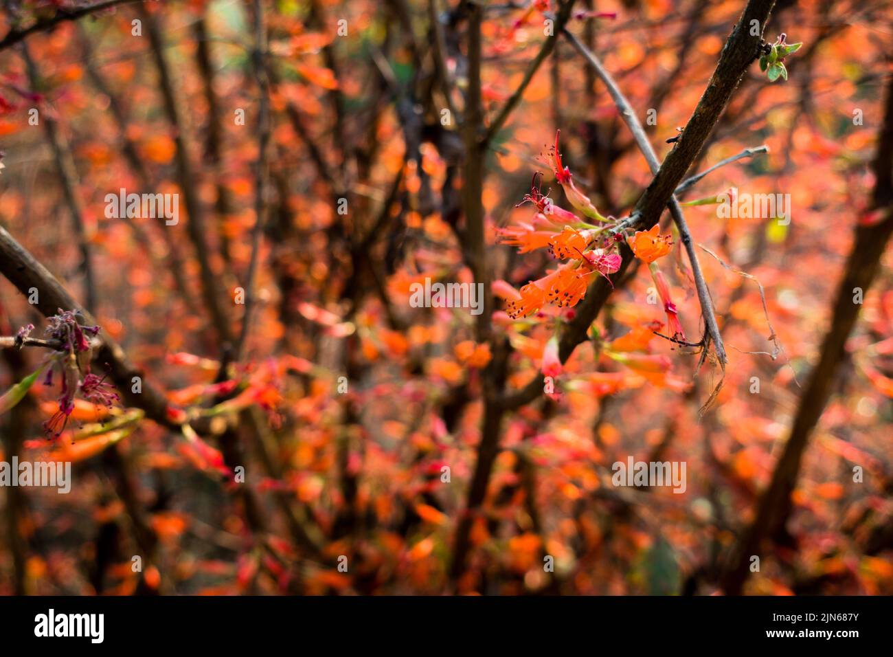 Orange flowers Blooming on a shrub of Fouquieria formosa. India. Stock Photo
