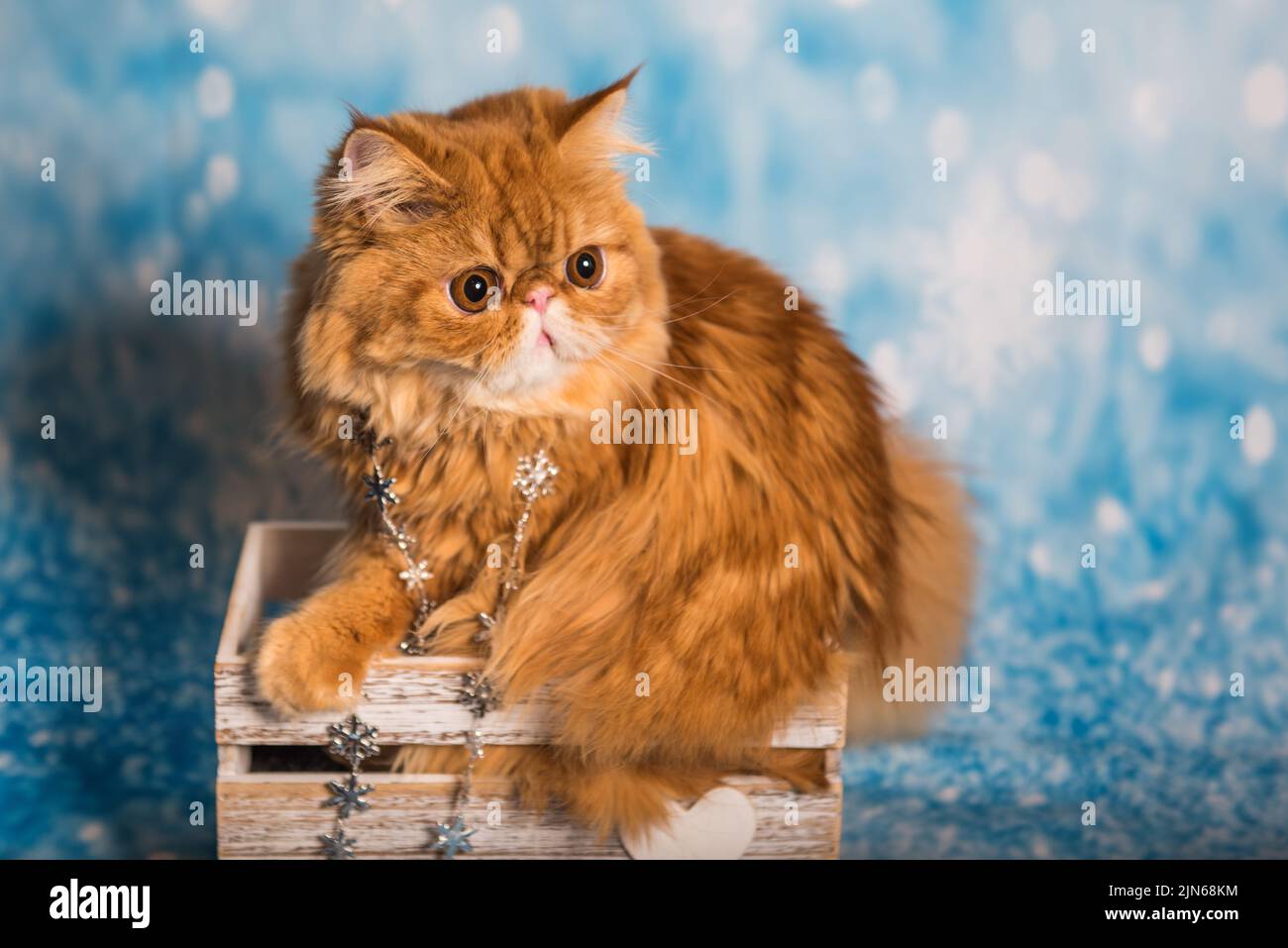 Persian cat on a blue Christmas background with snow Stock Photo Alamy