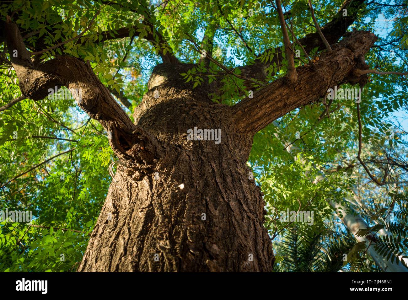 An upward shot of a big Neem tree. Uttarakhand India. Stock Photo