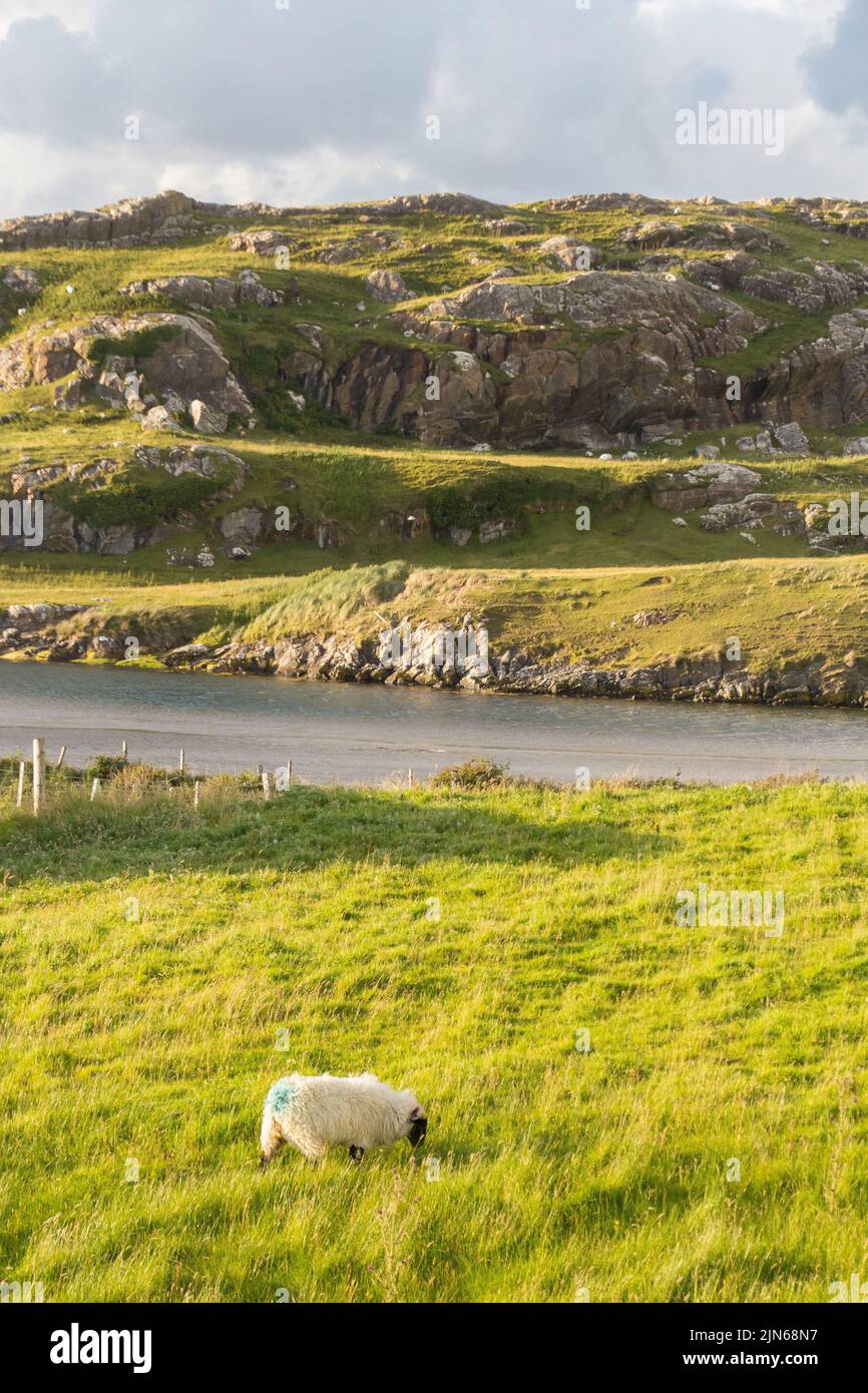 A vertical shot of a sheep grazing in the mountains in Ireland Stock ...