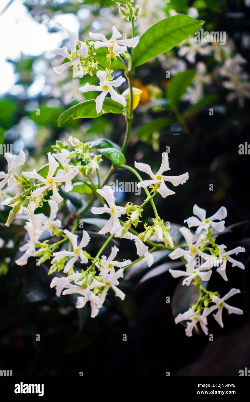 Asiatic Jasmine vine with blooming white flowers. Trachelospermum asiaticum, the Asiatic jasmine white flowers. uttarakhand India. Stock Photo