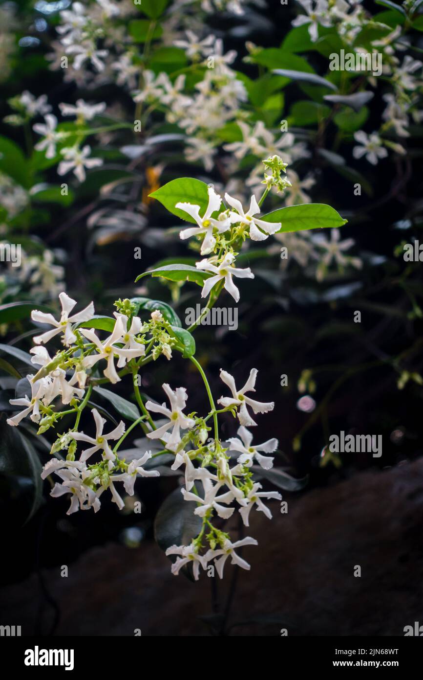 Asiatic Jasmine vine with blooming white flowers. Trachelospermum asiaticum, the Asiatic jasmine white flowers. uttarakhand India. Stock Photo