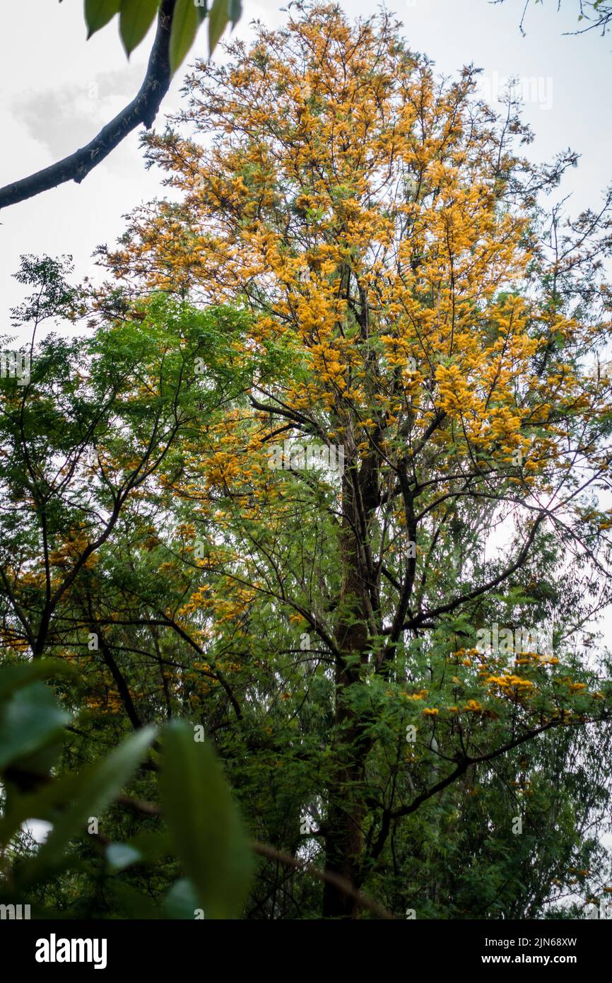 A wide angle shot of Grevillea robusta, commonly known as the southern