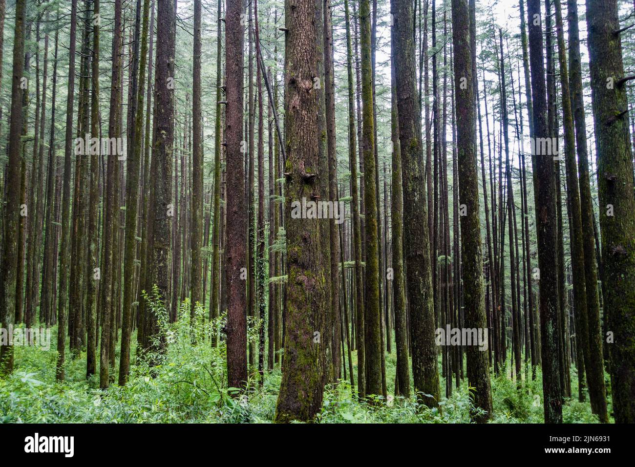 Forest of Cedrus deodara, the deodar cedar, Himalayan cedar, or deodar, is a species of cedar native to the Himalayas. Uttarakhand India. Stock Photo