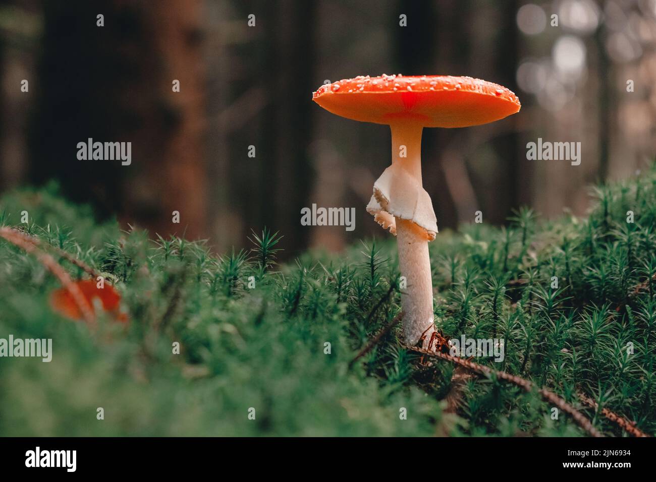 Red Mushroom, Amanita Muscaria,  Fly Ageric or Fly Amanita in moss Stock Photo