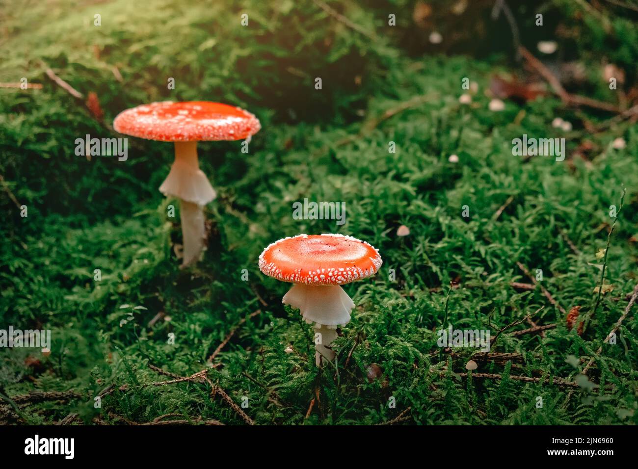 Red Mushroom, Amanita Muscaria,  Fly Ageric or Fly Amanita in moss Stock Photo