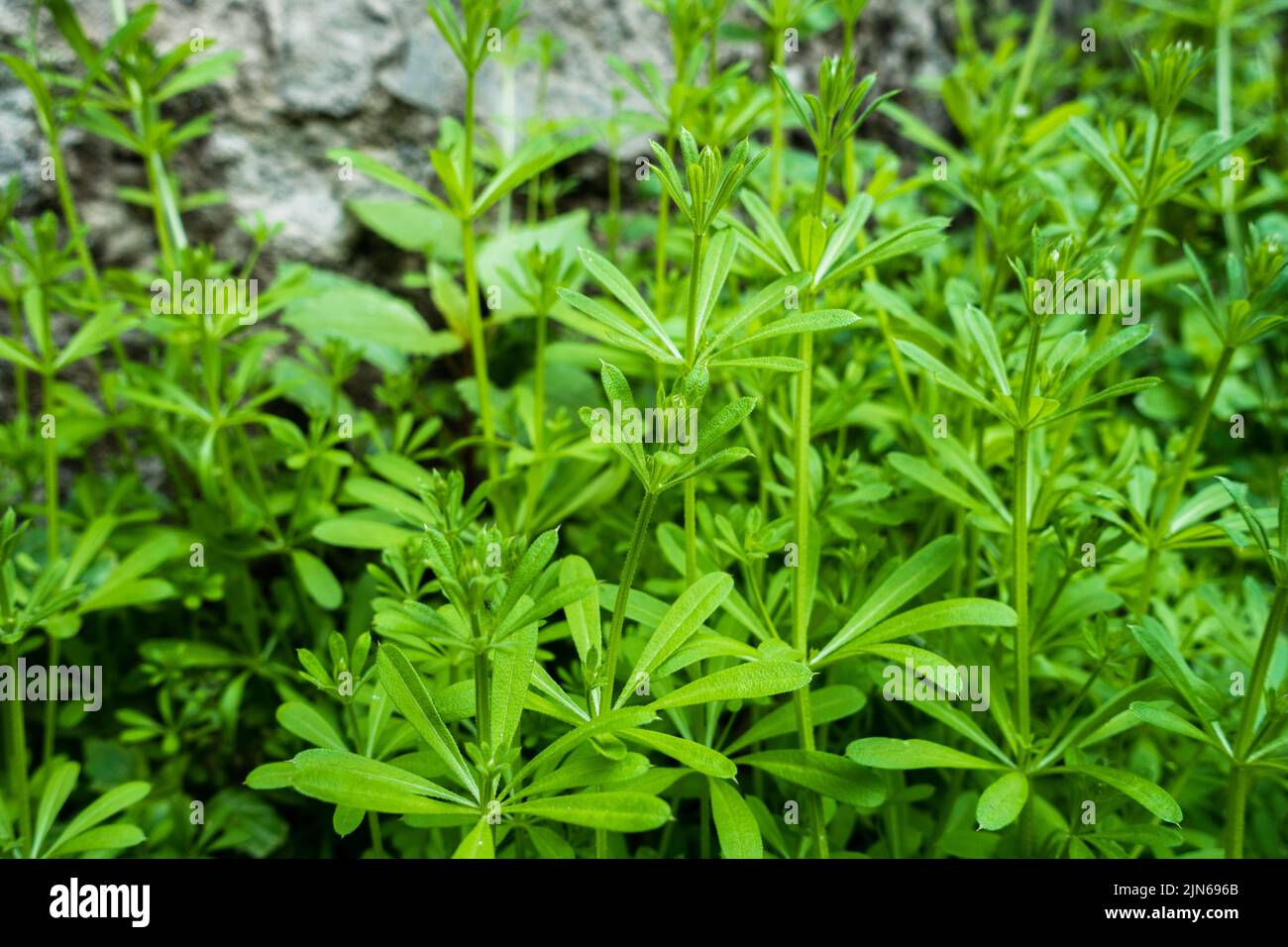 A closeup shot of Catchweed bedstraw plant, Galium aparine. Common names including cleavers