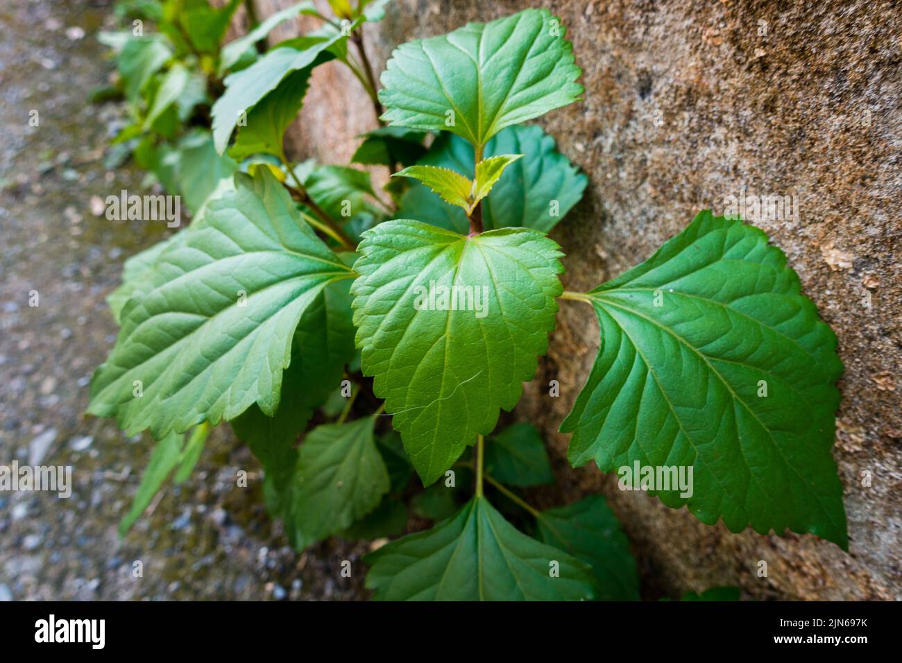 A closeup shot of Mexican devil plant growing on a concrete wall . Ageratina adenophora, commonly known as Crofton weed. uttarakhand India. Stock Photo