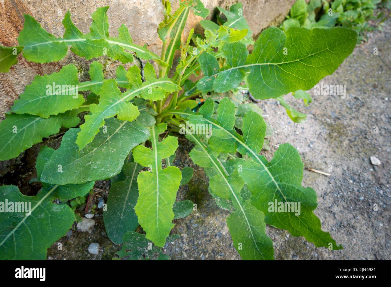 A close up shot of Lactuca serriola plant, also called prickly lettuce. Uttarakhand India. Stock Photo