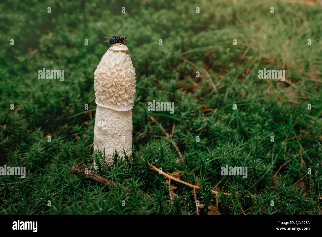 Close-up of a common stinkhorn mushroom, phallus impudicus, growing in green moss Stock Photo