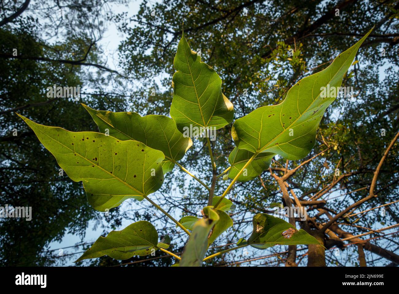 An upward shot of an India Banyan Tree leaves. Ficus benghalensis. uttarakhand India. Stock Photo