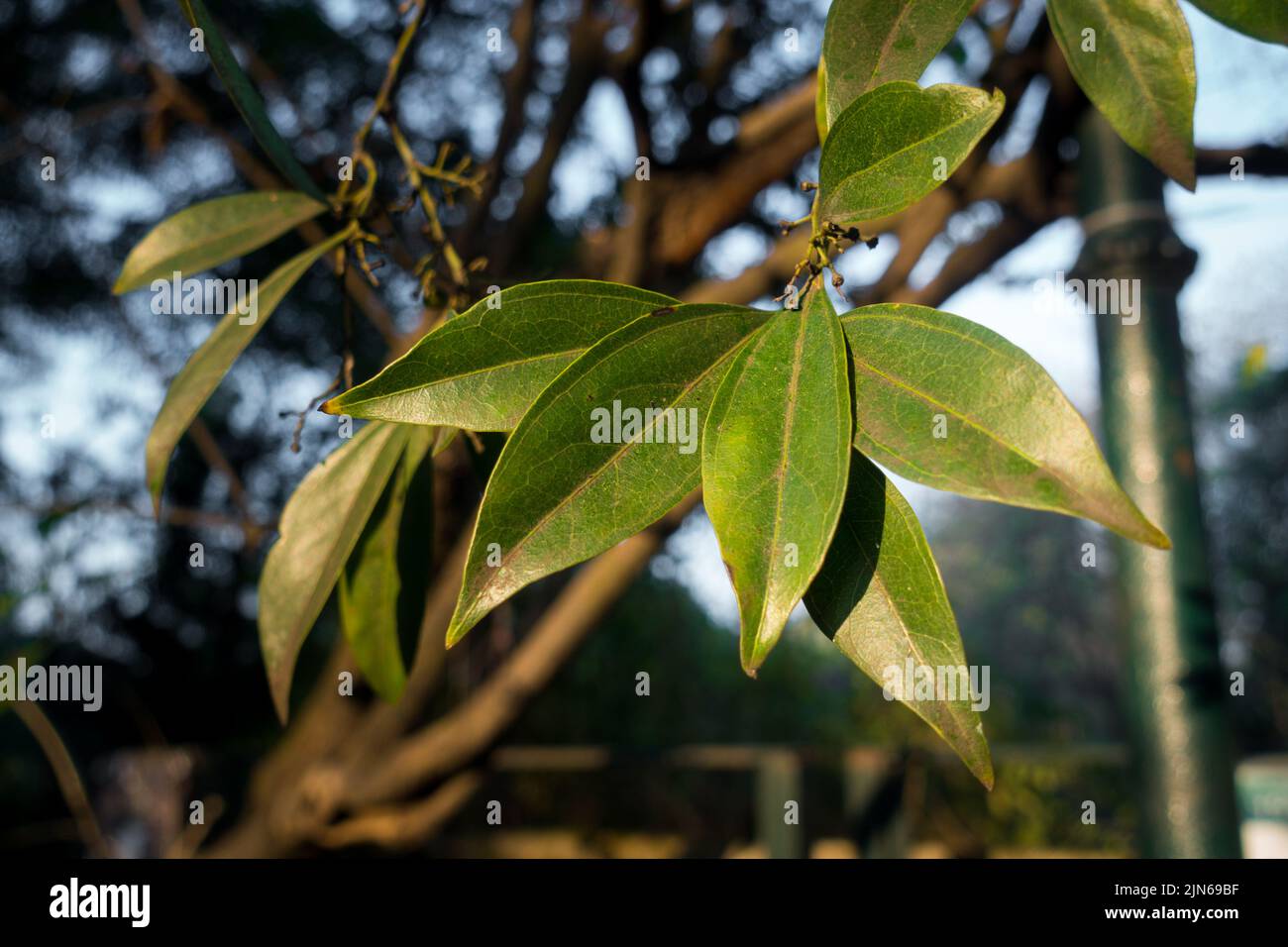 A close up shot of Cocculus laurifolius leaves, the laurel-leaved snail tree, is a medium-sized, shrubby evergreen tree of the genus Cocculus. Uttarak Stock Photo