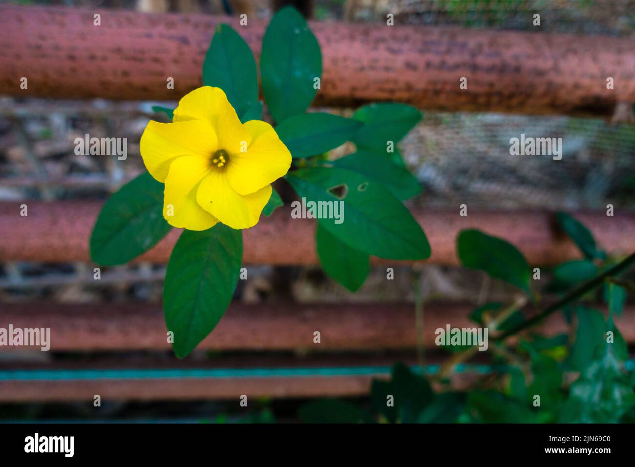 Blooming yellow flower of Linum flavum, the golden flax or yellow flax, is a species of flowering plant in the family Linaceae. Uttarakhand India. Stock Photo